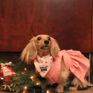 Barnie Pet bandana